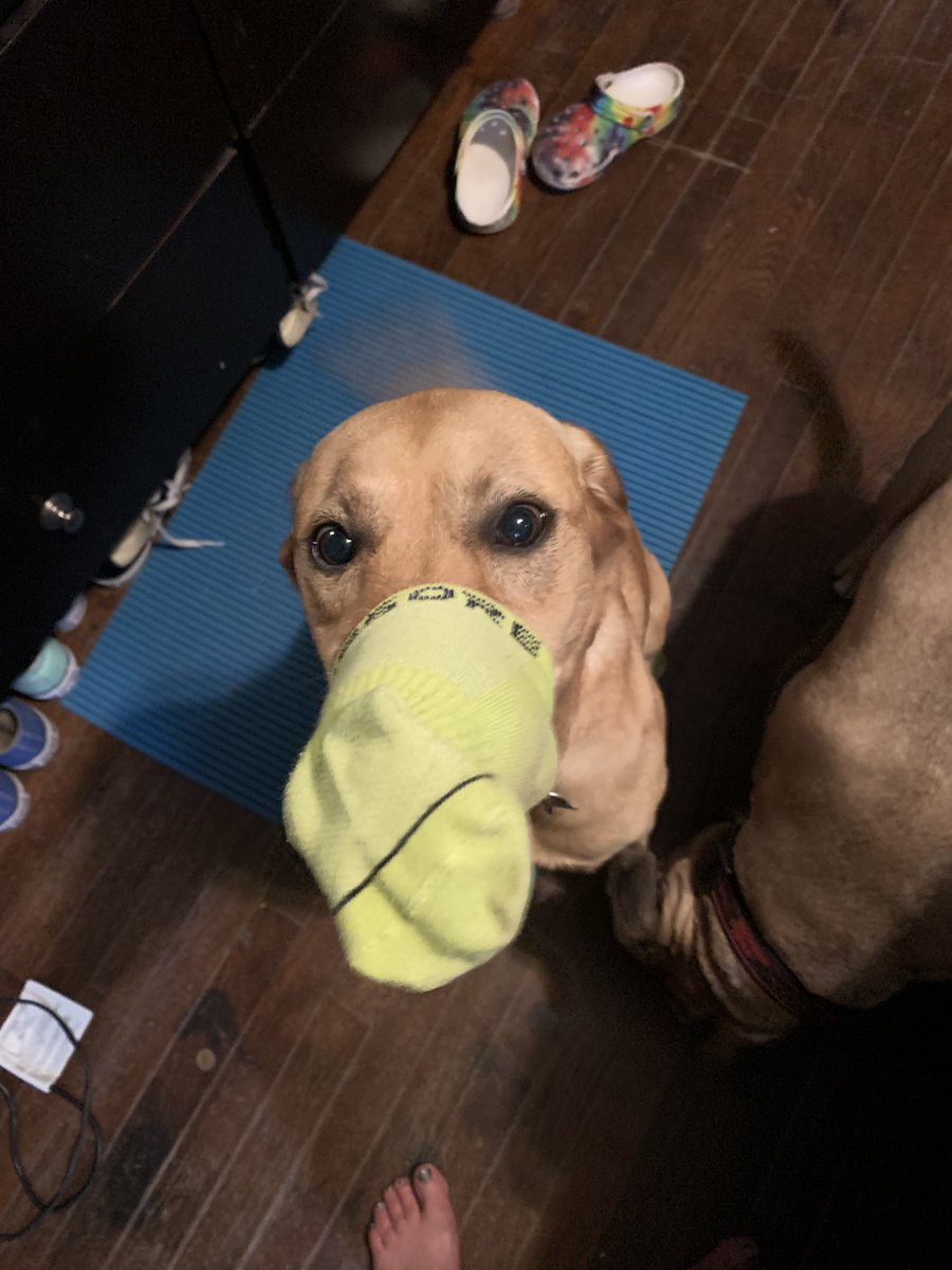 Whiskeytagofox's tweet photo. Rough Monday? Here’s an elephant pup to brighten your day
#maxmonday
#MondayMood
#lifewithalab https://t.co/tyQrKSWUnV