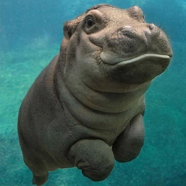 Bebé hipo #animallover #animale  #photooftheday #instagood → instagram.com/p/CAEFgtmFEF2/