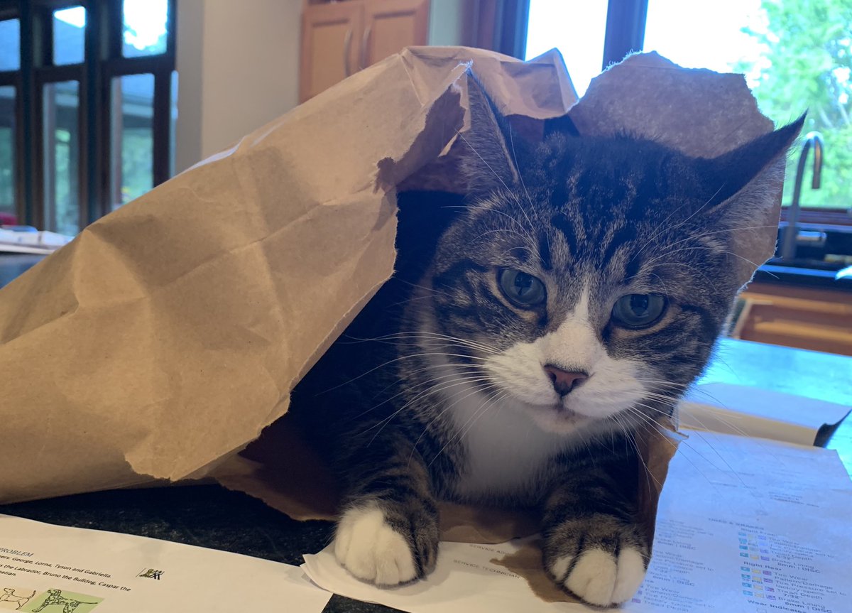 CMAlvord's tweet photo. “Yes, I know I’m not supposed to be on the kitchen counter.  Can’t you see that I’m in a paper bag that’s on the counter?  You are a bit dense at times.” #cattales https://t.co/Zs6WVte8Wt