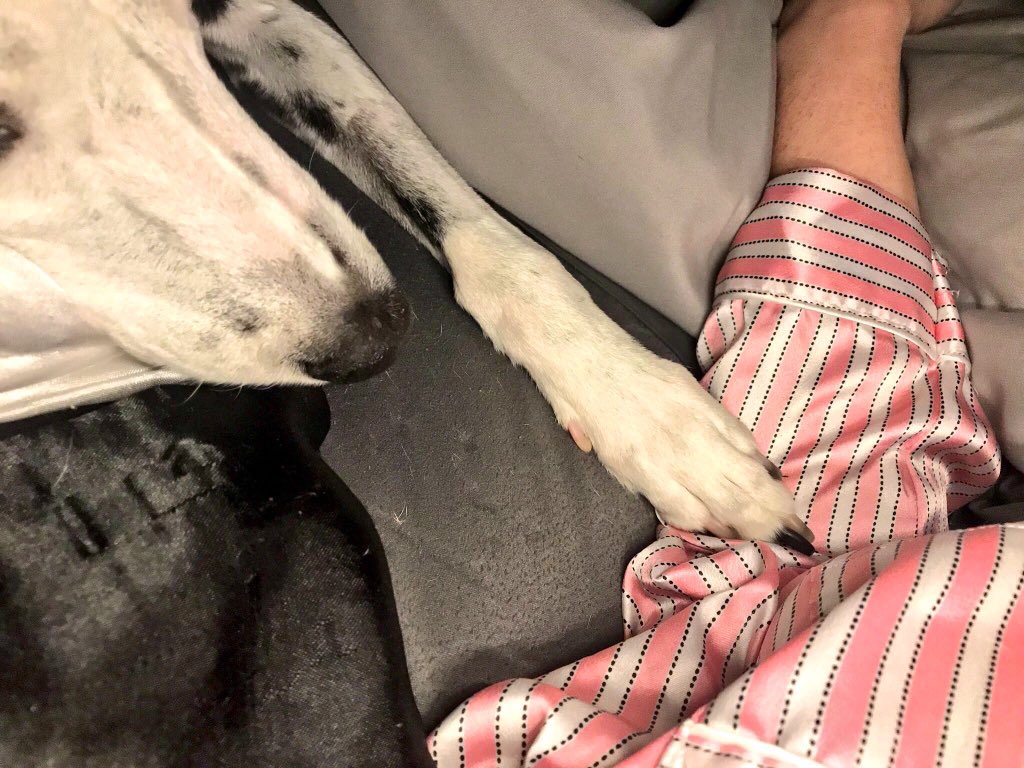 __Godiva__'s tweet photo. Today marks me being in heaven for one whole year! Mom is sad today. I can’t believe I’ve been in heaven for a year. Mom misses me very much. 💗 https://t.co/Y5F7U09Klk