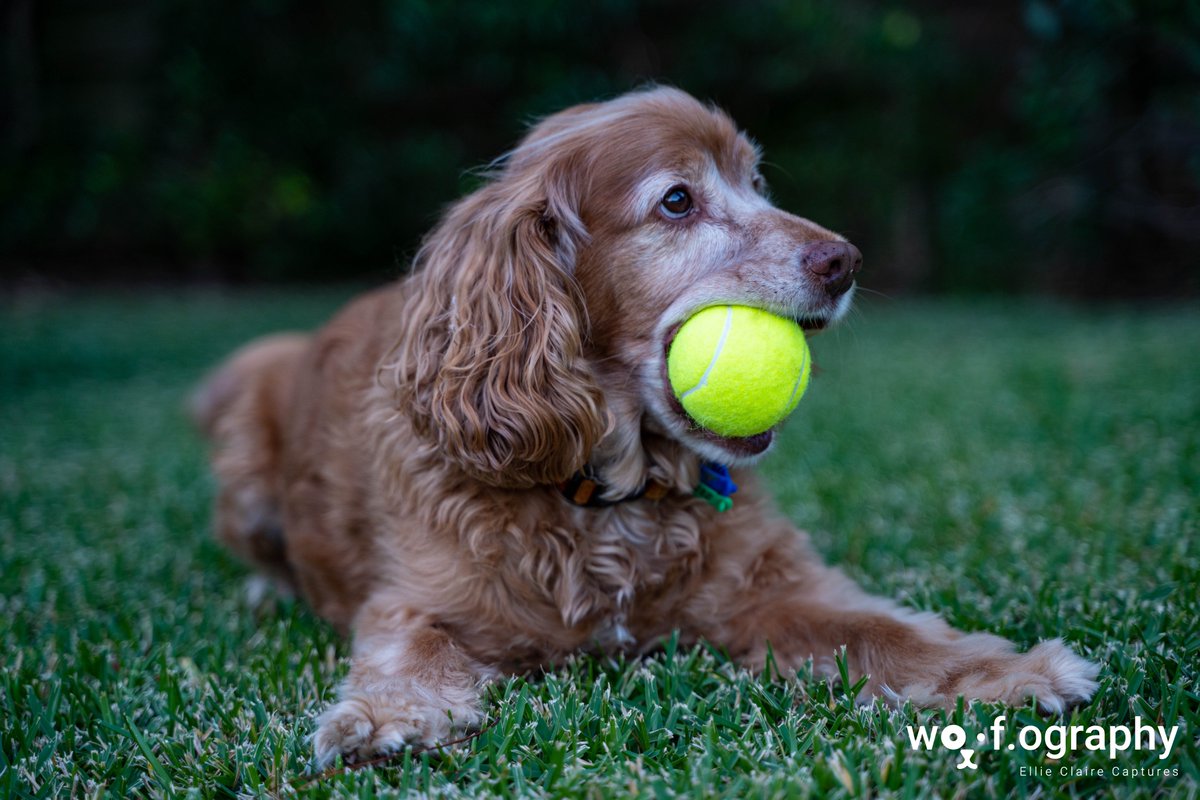 OgraphyWoof's tweet photo. Hello world! I would love you to meet my very first model, Louis, a 7yo. Cocker Spaniel.
#petphotography #cockerspaniel #dog #photography #photooftheday #animalphotography #petportrait #doglover #doglife #puppylove https://t.co/KS28krs6b7