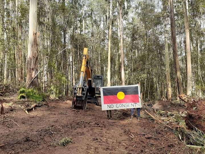 ForestCVic's tweet photo. BREAKING: Conservationist locks onto logging machinery at Big Pat's Creek on Wurundjeri country. @VictorianLabor's logging jeopardises safety of the community increasing fire risk &amp; damaging their water supply for #ReflexPaper. @DanielAndrewsMP these forests must be protected. https://t.co/2TxZ38h65X