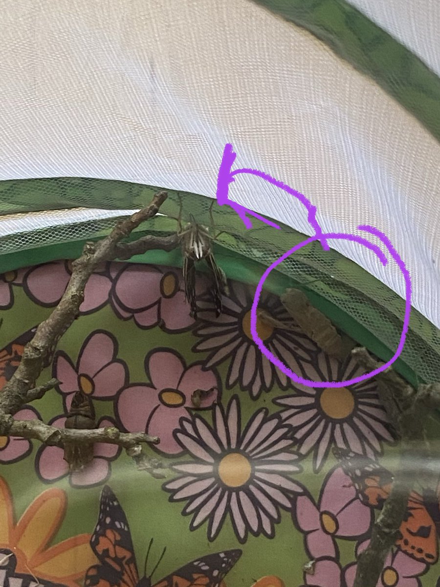 MsWaldenPreK's tweet photo. Mother’s Day was the theme of our Thurs Zoom. We listened to a great book & drew a vase of flowers for our moms. As an added surprise, our 1st butterfly emerged from its chrysalis on Mother’s Day! #tweetcher #SudduthatHome #JacketFamily @StarkvilleSD @SudduthJackets @wubben_angie https://t.co/BLYoTEbCrO