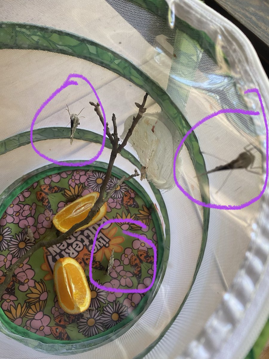 MsWaldenPreK's tweet photo. We have butterflies! The students (and teachers) have loved watching their transformation from caterpillar to butterfly! I can’t wait to see and hear the students’ reactions this week on Zoom. #tweetcher #SudduthatHome @StarkvilleSD @SudduthJackets @wubben_angie @Sydney_Savage1 https://t.co/RHANXIXztR