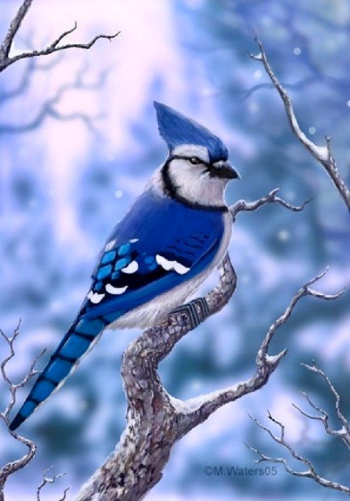 rosesnroses90's tweet photo. #blue_jay 😍 https://t.co/1shEFi34gd