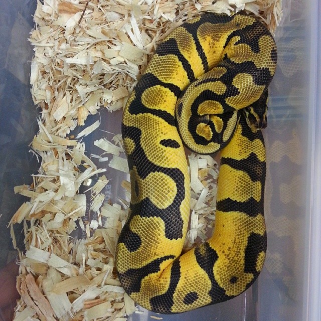 Motion Reptiles tweet media