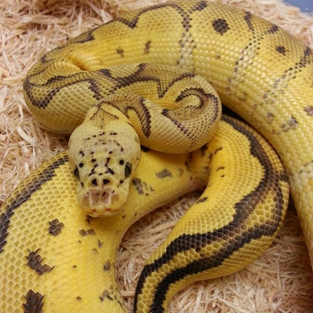 Motion Reptiles tweet media