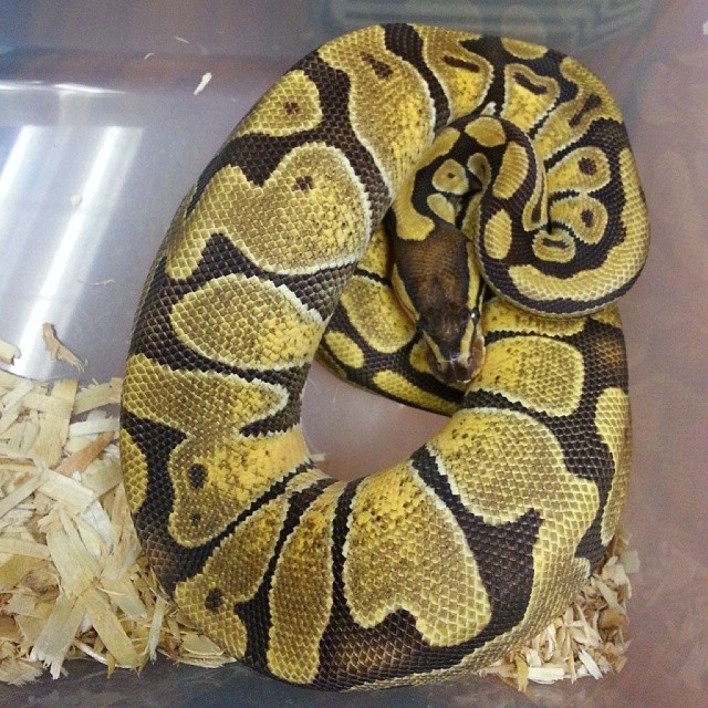 Motion Reptiles tweet media