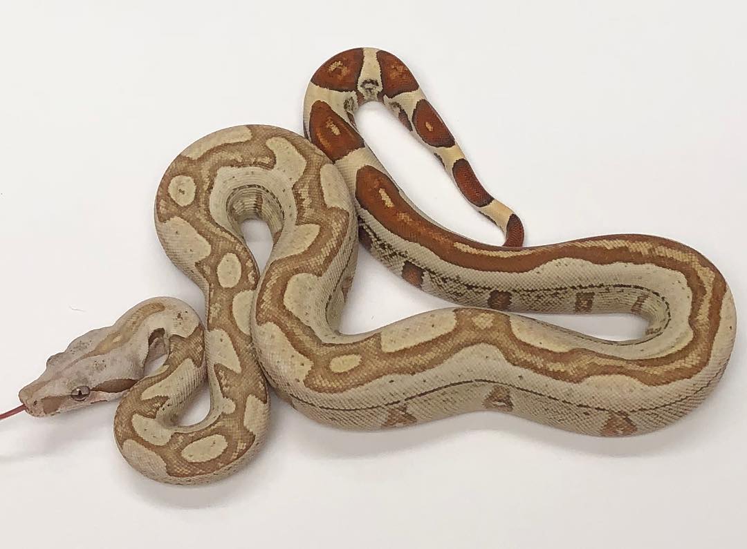 Motion Reptiles tweet media