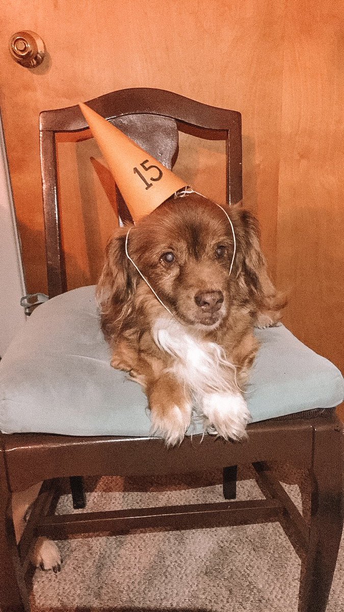 avparker6's tweet photo. The oldest men in our lives recently turned 77 and 105 so of course we had to throw them a combined party #happywoofday https://t.co/FnkbD2JoUI