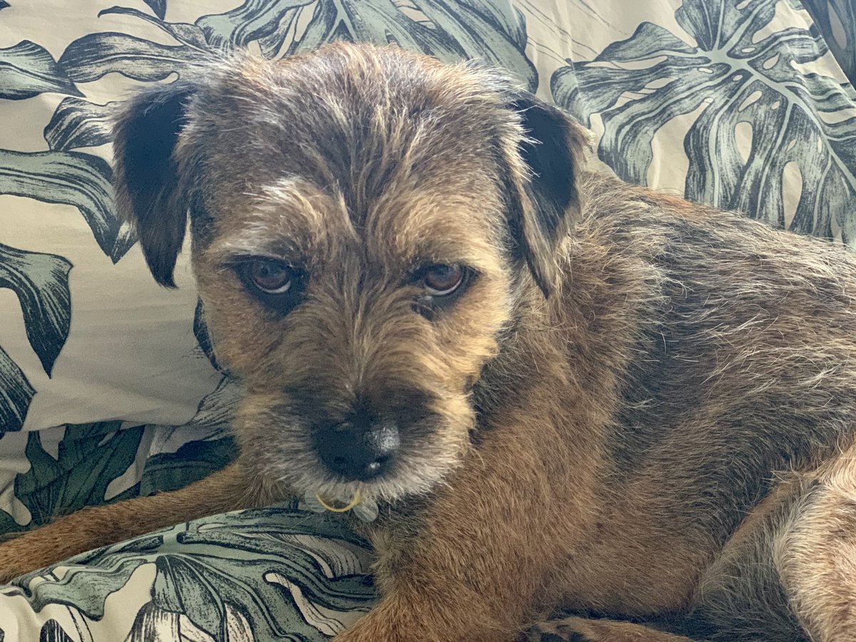 MossTheBT's tweet photo. I’m whining for a BedtimeBiccie n giving it the BigEyes. It’s 1.40pm! #Handemover #Releasethenoms #BTPosse https://t.co/F1GbRt9D2i