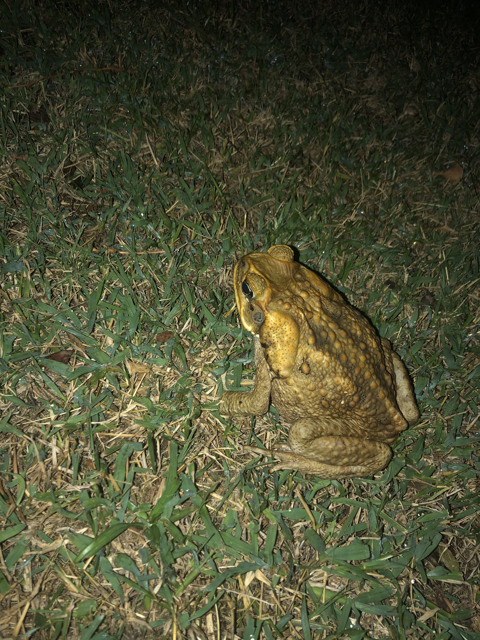 Newt One Piece Ep 908 Haha Seratonin Machine Go Brrr