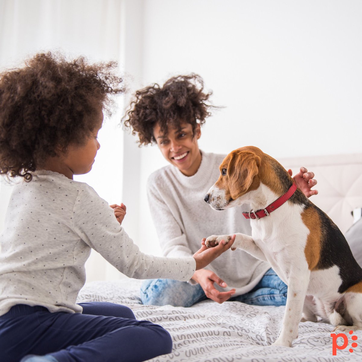 petzeyapp's tweet photo. There's no debate, we love our pets! We want them to be the healthiest and happiest versions of themselves 😄 Use Petzey when you have a health and wellness question regarding your furry, scaly, or prickly companion🐾❤️ #petzey https://t.co/sUe3hMAr8e