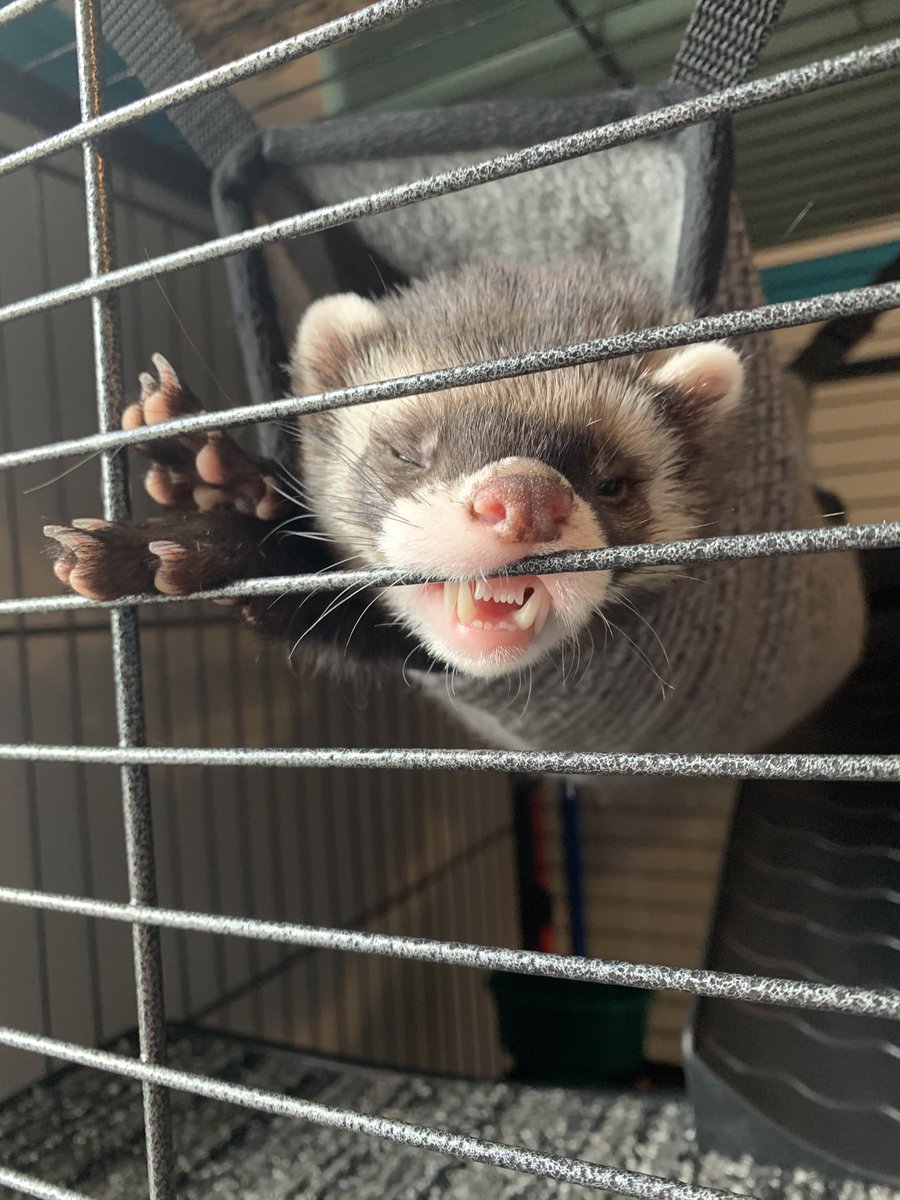 liviwakeham's tweet photo. my ferret sleeps like this regularly. as long as you’re comfy i guess. https://t.co/WeYMaUwoiA