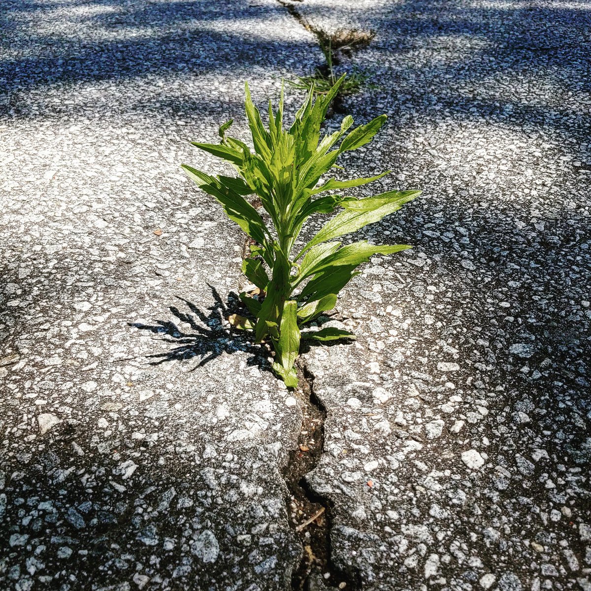 Don't stop be"leaf"ing! You can grow wherever you're planted even if it seems impossible. 😊🌱☀#believeyoucan #MentalHealthAwarenessMonth
