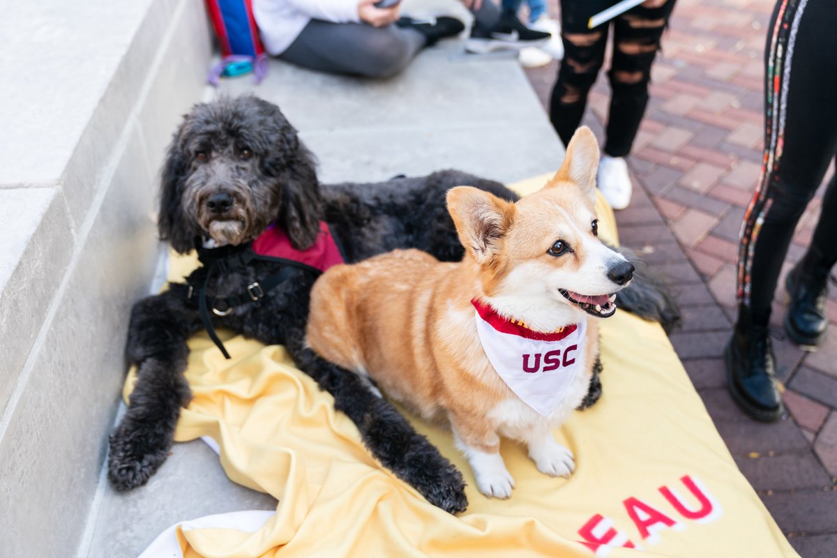 USC Professor Beau and a corgi on campus