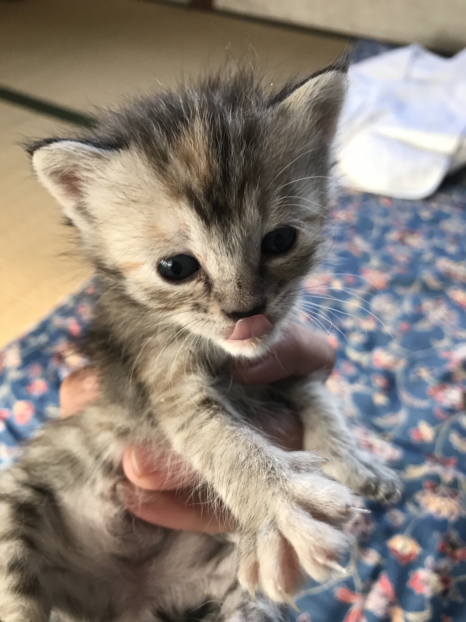 ヨーロッパで猫とはるの日記 オランダ 生後二週間後くらいの元気な男の子です 群馬県内で飼われたい方いらっしゃいませんか スクスクミルク飲んで育ってます 保護猫雄 仔猫おす 保護猫群馬県 猫生後二週間くらい 里親募集子猫 元気な可愛い子猫