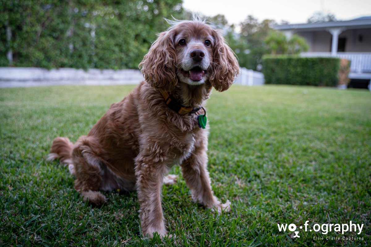 OgraphyWoof's tweet photo. You had me at woof!
#petphotography #cockerspaniel #dog #photography #photooftheday #animalphotography #petportrait #doglover #doglife #puppylove https://t.co/4JqOz8HgW3