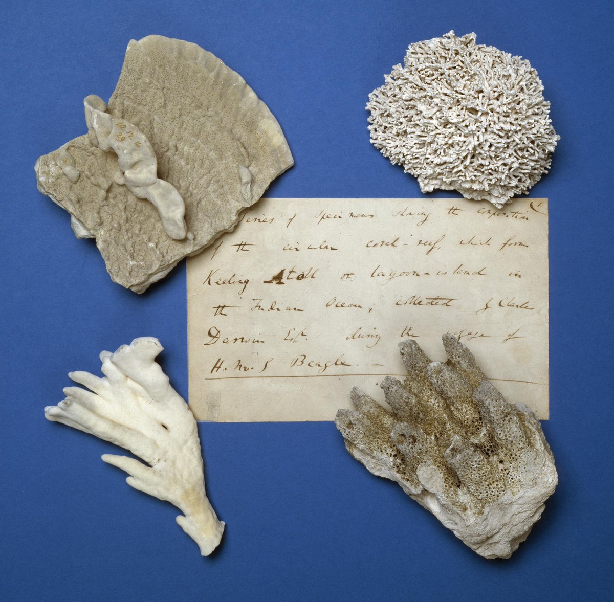 ReefRaff2's tweet photo. #HeroesMW NHM has unique important little didactic collection of #Darwin's coral reef specimens from Cocos (Keeling) Atoll in the Indian Ocean, collected in 1835 during 'his other Beagle voyage' studying reefs, i.e. not much to do with natural selection or the Galapagos https://t.co/35lYtdTDas