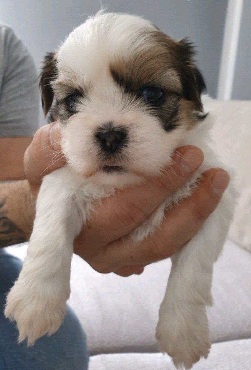 Everyone meet Archie! Coming home in 3 weeks and 5 days! #mamasboy #shihtzu #scottishpuppies #futuretherapydog #inclusivepup