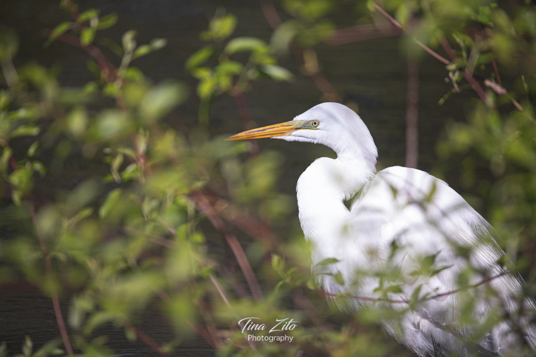 Two lifers yesterday <a href="/CentralParkNYC/">Central Park</a>  - Hooded and Wilson's warbler, then visited by the Common Yellowthroat with an Egret watching from amongst the bushes.  Turtle Pond. #birdcp #birds #wildlifephotography