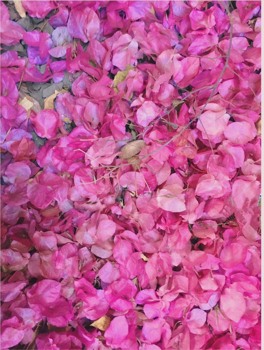 anvitanath's tweet image. To be some kind of beautiful, no matter what #BougainvilleaLove #LessonsFromNature