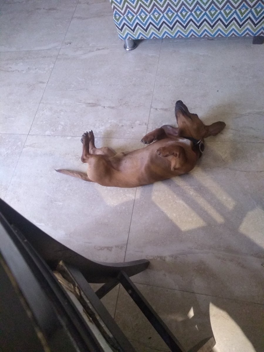 latuyalatina's tweet photo. Abro hilo de como sus perros viven la cuarentena

Así la vive el mío #Camilobebe #Dogsinquarantine https://t.co/pwwJYz5hBc