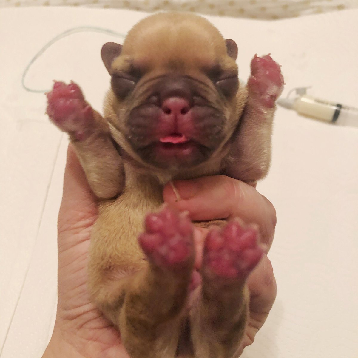 LifeOfPikelet's tweet photo. There’s a new bean in town ❤️

#cleftstrong #rescuedwithlove https://t.co/wmcHKlcdcA