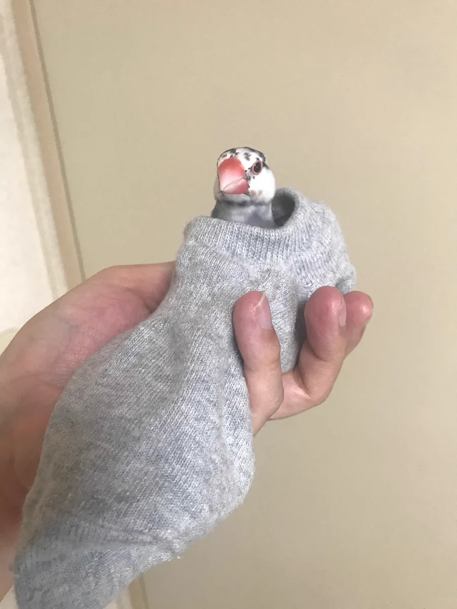 小さなかわいいF1レーサーｗｗｗ靴下に入ってるだけなのにｗｗｗ文鳥レーサーｗｗｗｗ