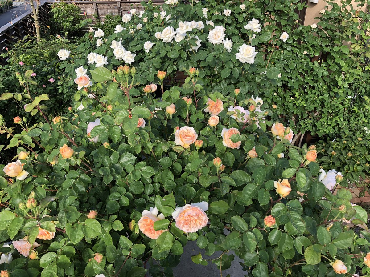 ひろ おはようございます 青空にバラの花も気持ちよさそうに咲いています エブリンアーチ エブリン ダフネ ガートルードジェキル オルラヤ パスカリ バラ マイガーデン ローズガーデン バラのある暮らし 花のある暮らし Rose Rosegarden