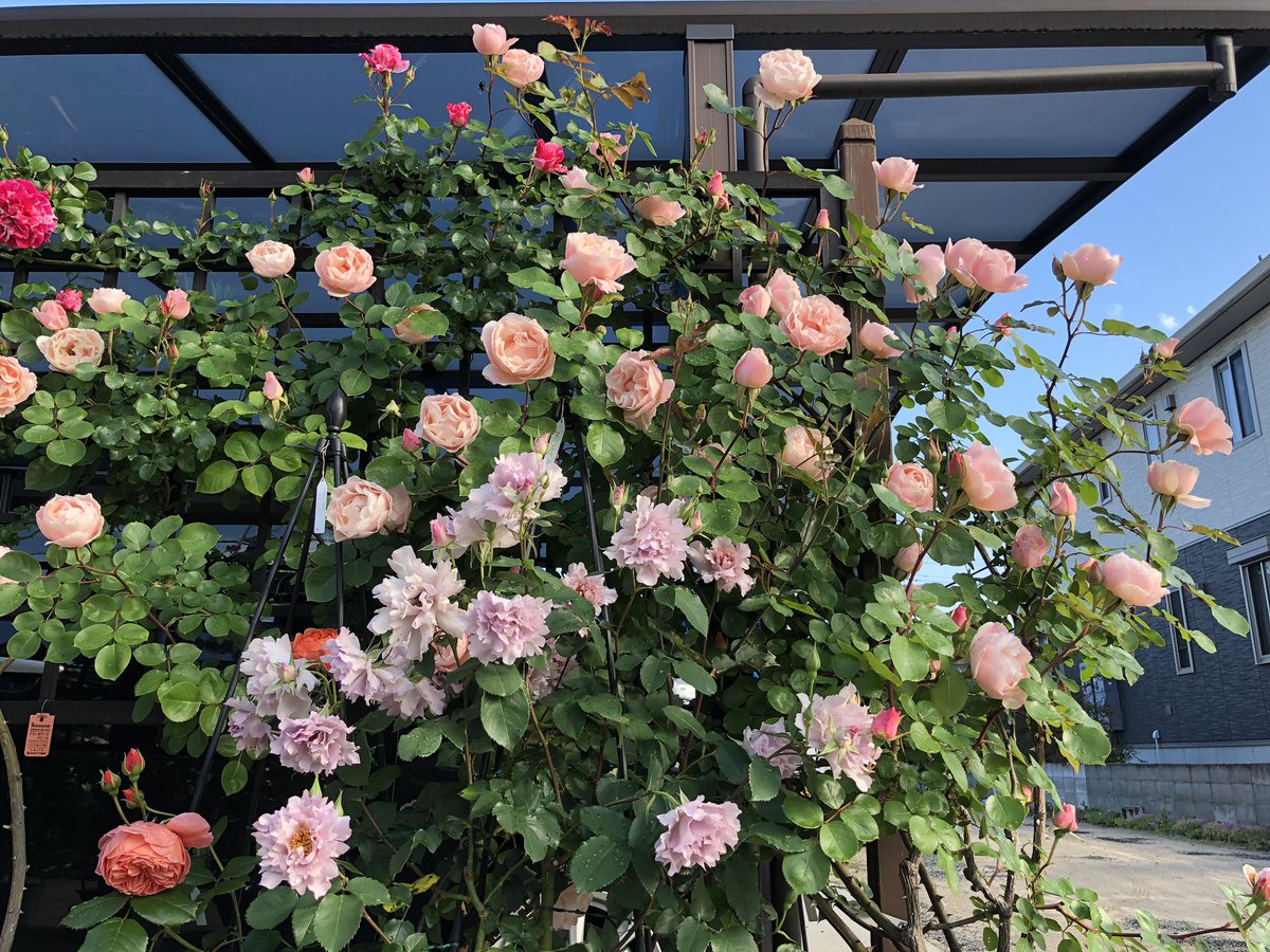 ひろ おはようございます 青空にバラの花も気持ちよさそうに咲いています エブリンアーチ エブリン ダフネ ガートルードジェキル オルラヤ パスカリ バラ マイガーデン ローズガーデン バラのある暮らし 花のある暮らし Rose Rosegarden