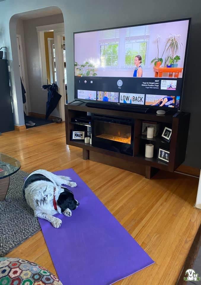 AARCS_Canada's tweet photo. #AARCS #DogOfTheWeek, Puff Daddy, says “Namaste right here” 💚

Our boy is looking for a very special #fureverhome. Learn all about him at https://t.co/evUhgbTLPD

#yyc #animalrescue #DogsofTwittter #adopthim #somewhereoutthere #willyoubemyfamily https://t.co/2hWvw5avUO