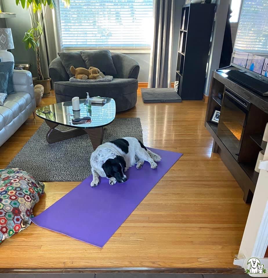 AARCS_Canada's tweet photo. #AARCS #DogOfTheWeek, Puff Daddy, says “Namaste right here” 💚

Our boy is looking for a very special #fureverhome. Learn all about him at https://t.co/evUhgbTLPD

#yyc #animalrescue #DogsofTwittter #adopthim #somewhereoutthere #willyoubemyfamily https://t.co/2hWvw5avUO