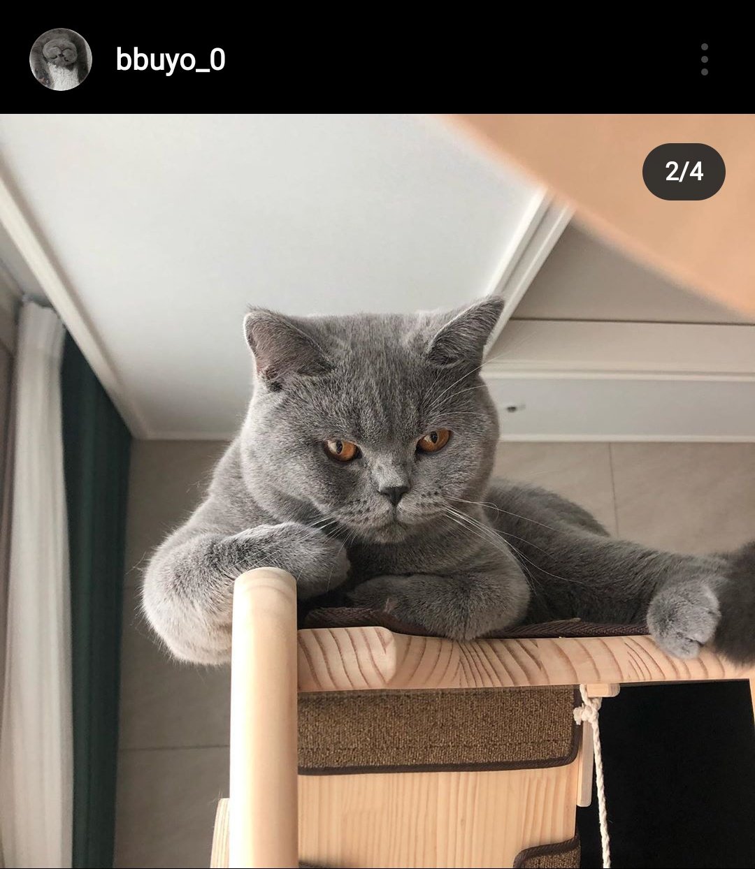 Jihyo Best Girl 💛 on Twitter: "Bbuyo wouldn't be Jihyo's cat without the  muscles and the filter 😭😆 #Jihyo #Twice @JYPETWICE  https://t.co/PmiiiJLcwL" / Twitter