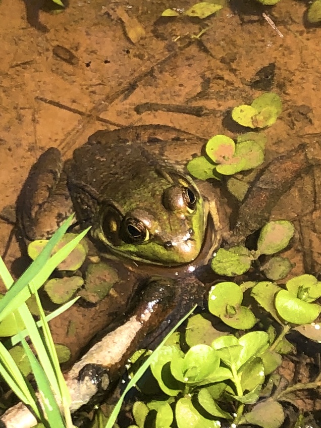 drakeink's tweet photo. My best Mother's Day involves nature and my family, and yesterday's glorious weather didn't disappoint. We discovered Frogopolis! These tads will be all grown up someday soon. #Ribbit #FroggyCameACourtin 
@PaulBell55 @wanderlandtrips @AnneGribbins https://t.co/leapnLLumi