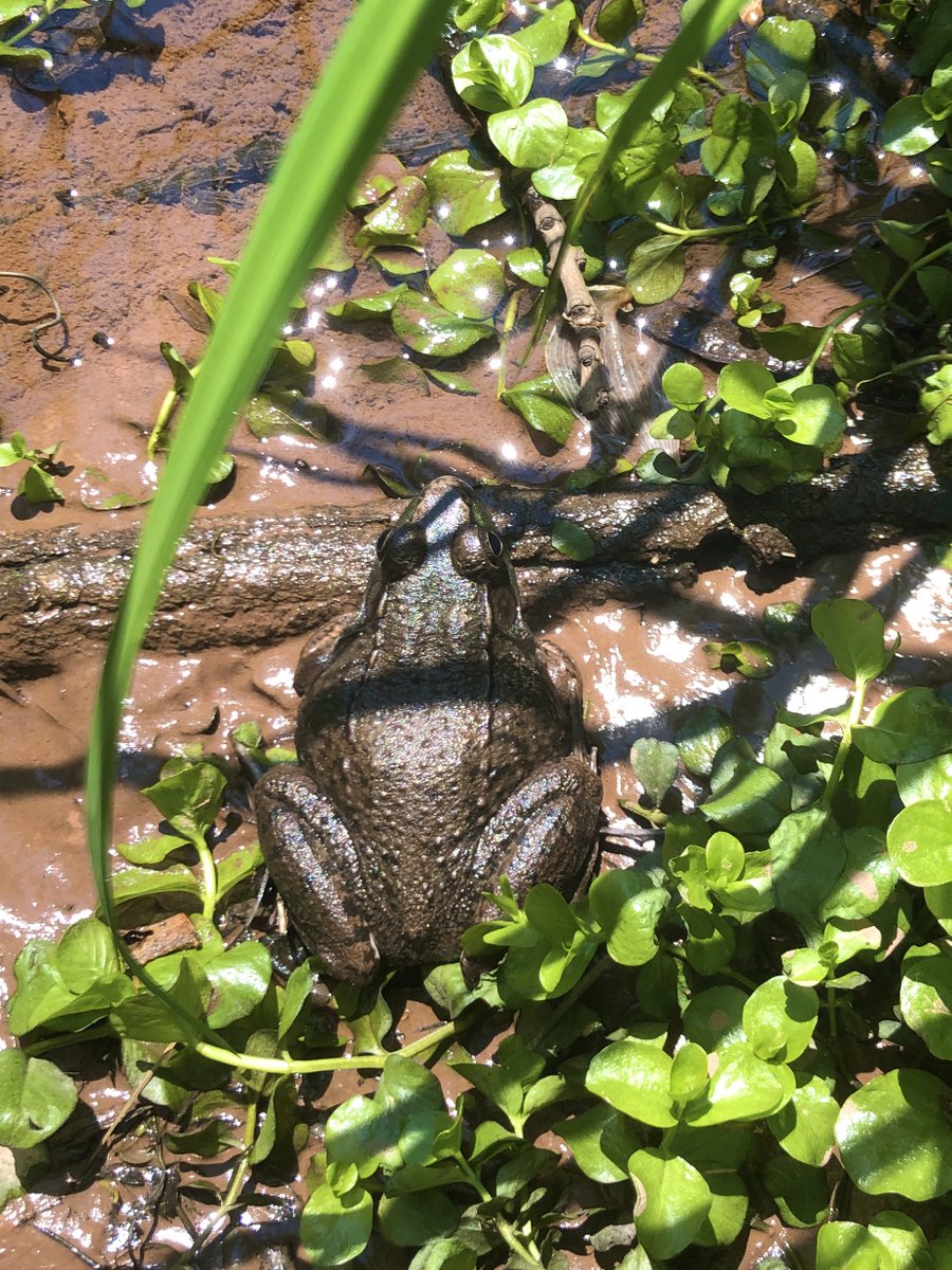 drakeink's tweet photo. My best Mother's Day involves nature and my family, and yesterday's glorious weather didn't disappoint. We discovered Frogopolis! These tads will be all grown up someday soon. #Ribbit #FroggyCameACourtin 
@PaulBell55 @wanderlandtrips @AnneGribbins https://t.co/leapnLLumi