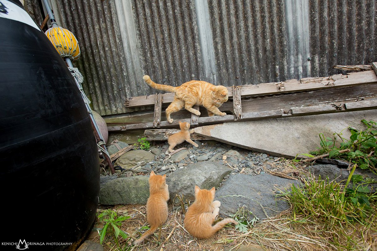8 7 16イオンモール宮崎 ねこがすき展好評開催中 猫写真家 森永健一 على تويتر 見た目はホワッツマイケルです
