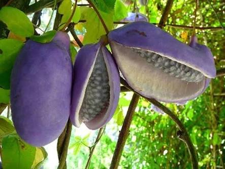 fbzero16's tweet photo. chocolate vine 
akebia
أكيبيا كويناتا
هي إحدى أغرب الفواكه في العالم, و مظهرها الخارجي لا يوحي أنها تؤكل فشكلها يشبه حبة النقانق المشقوقه وازهارها رائحتها مثل رائحة الشيكولاتة كما ان اورقها يمكن استخدامها ��ا https://t.co/RTg2c4eBW1