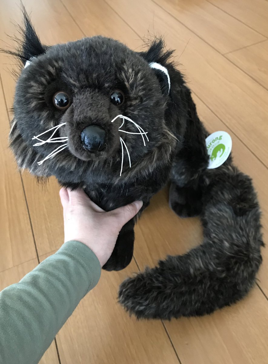 市原ぞうの国オリジナルの、ビントロングぬいぐるみ来たー！ 予想外の