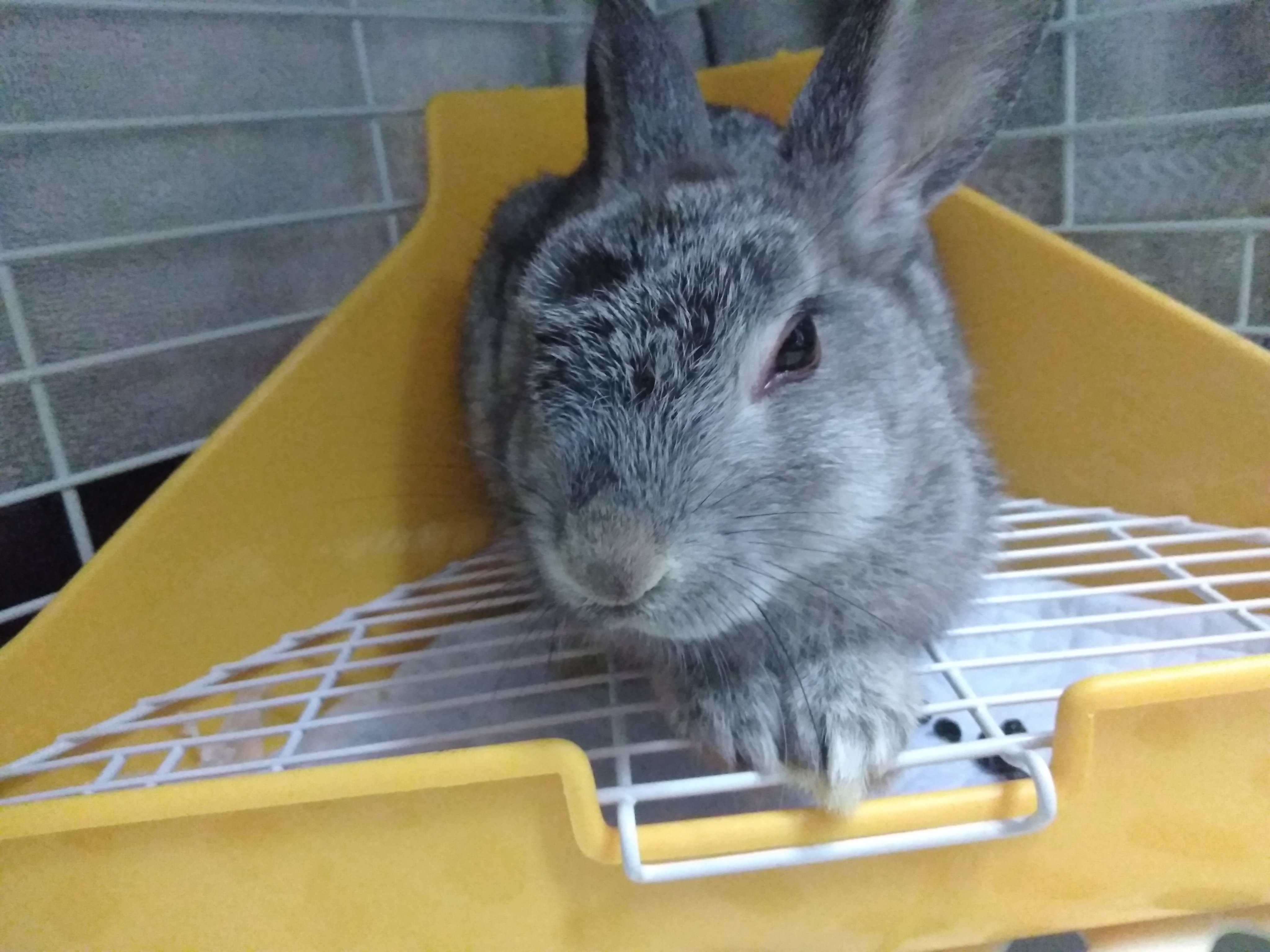 うさぎがトイレを覚えない…どうすればいいの？