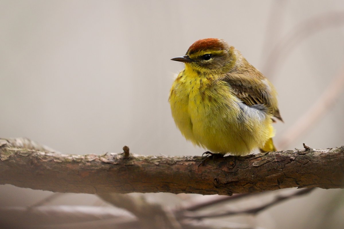 RosemaryMosco's tweet photo. Lots of pretty warblers lately - Black and White, Magnolia, and a Palm Warbler that is almost spherical. Bless these colorful rounds. https://t.co/GabDdOZ2Zd