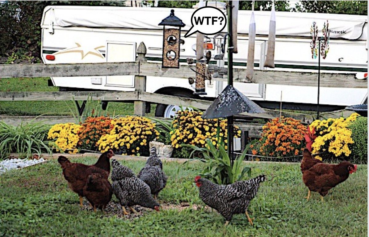 OctoberFerguson's tweet photo. More: this past summer a guy in the 'hood had chickens. They'd meet me when I came home from work in the morning. I'd seed them, cluck with them. It was very cool. "Someone" called the township, had them taken away.
#TreeHater
#ChickenHater https://t.co/yyEqFQZOQJ