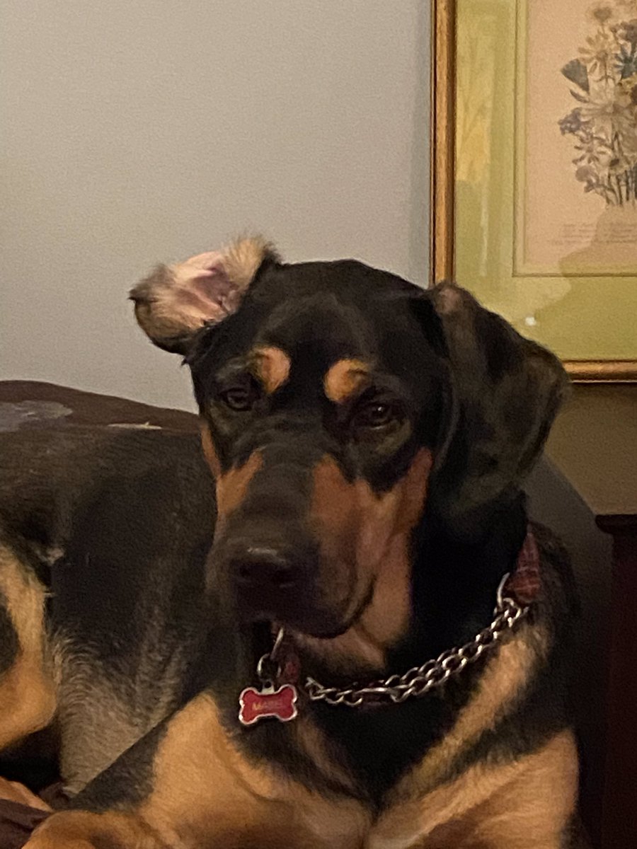 florabelle444's tweet photo. Is anyone else obsessed with their dog? Like maybe in an unhealthy way? (Don’t be gross...not like that) 😂😂 #poorMabel https://t.co/MNiKfoZmOz