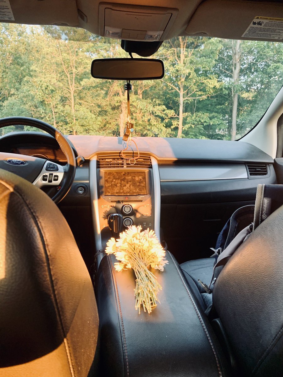 ccnelz's tweet photo. golden hour with pick them yourself flowers🌼 https://t.co/JqjWy0feB4