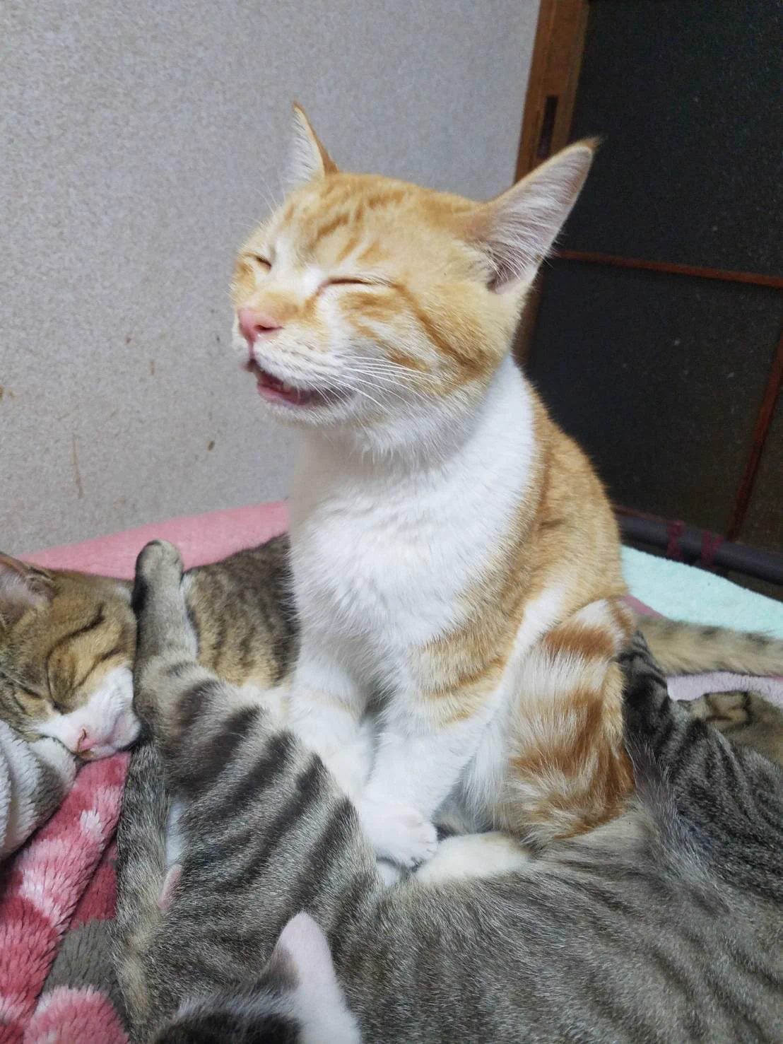 これ本当は寝てるんだぜ！？ｗｗ座ったまま眠る猫がこちらですｗｗ