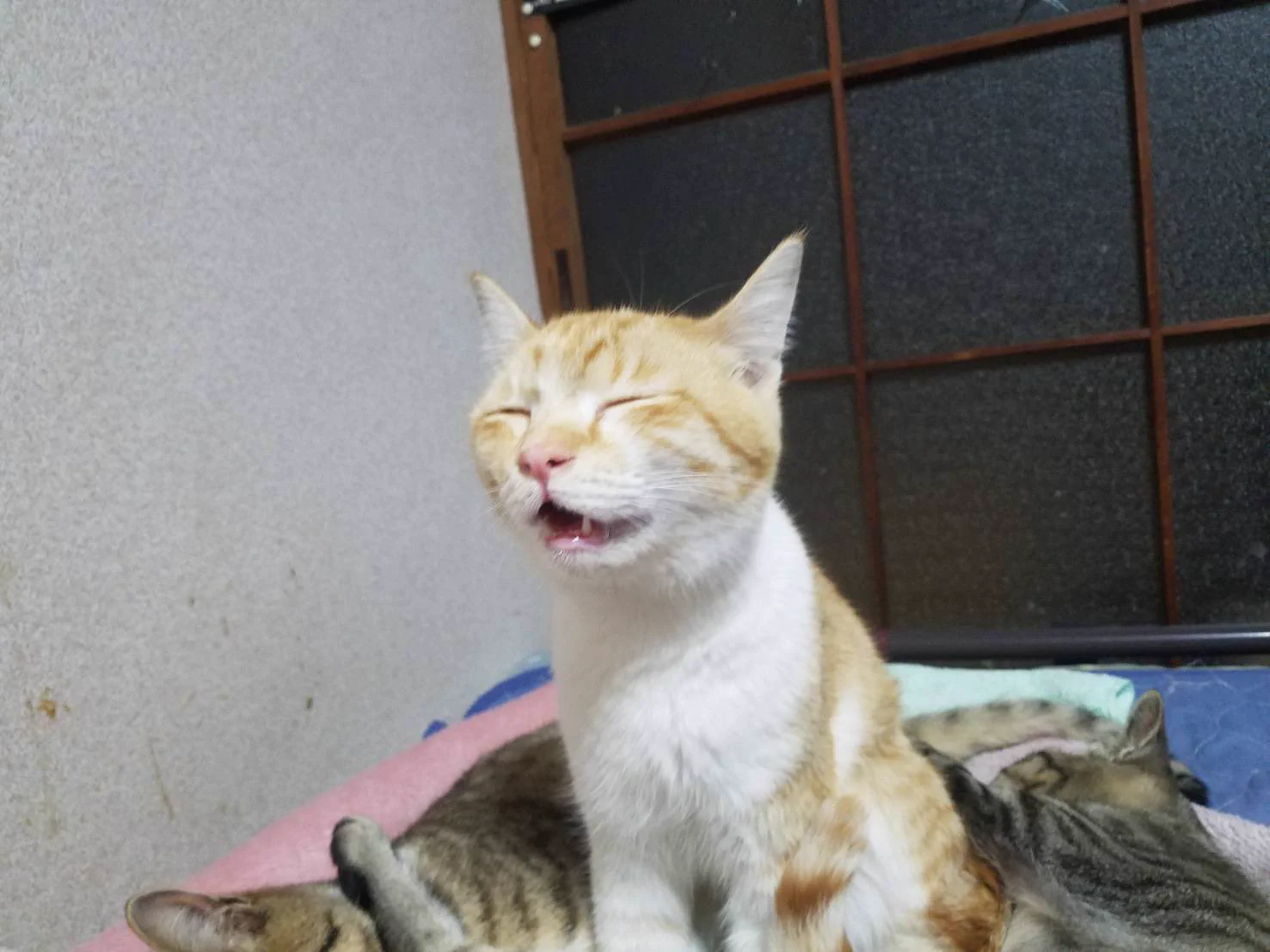 これ本当は寝てるんだぜ！？ｗｗ座ったまま眠る猫がこちらですｗｗ