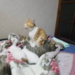 これ本当は寝てるんだぜ!？w座ったまま眠る猫がこちらですw