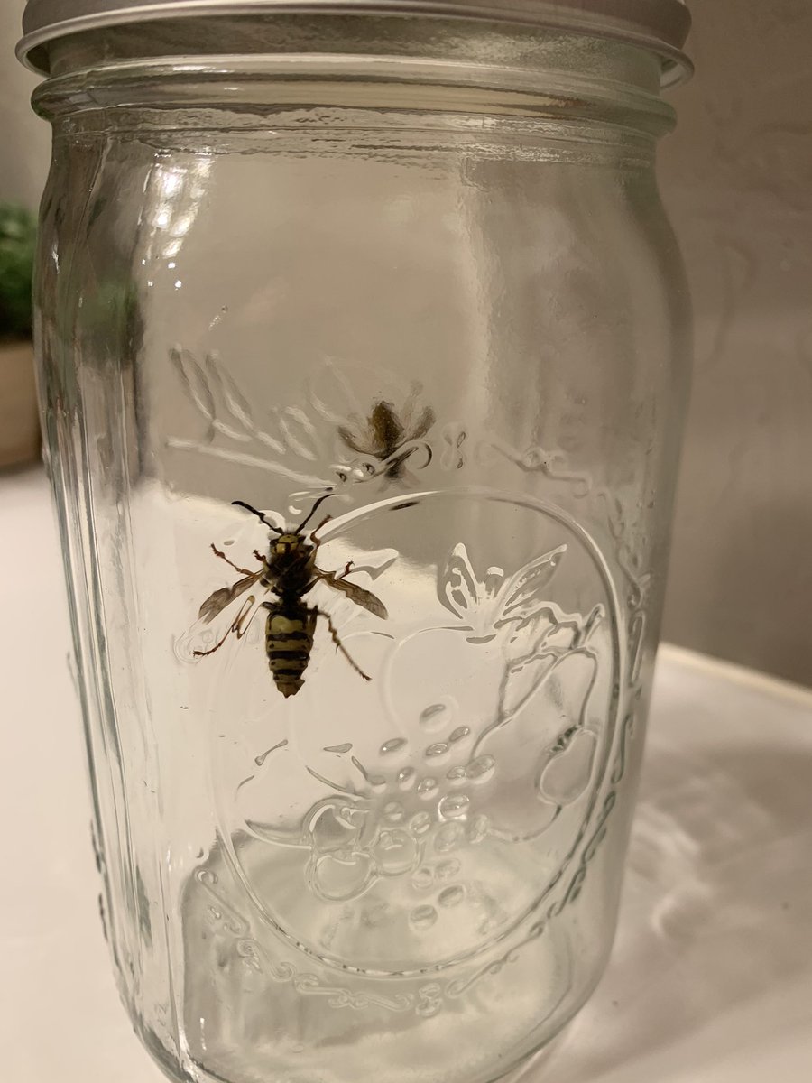 evanculver's tweet photo. I caught two hornets today. Fuck hornets. https://t.co/VGviOBwX4s