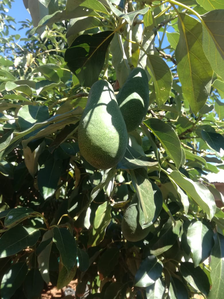 I get this from Limpopo and selling them In Gauteng.  I'm based in Midrand Noordwyk and I deliver for free.  R50 for a pack of 8 avocados
Call 0612334381 or whatsapp 0842665057
