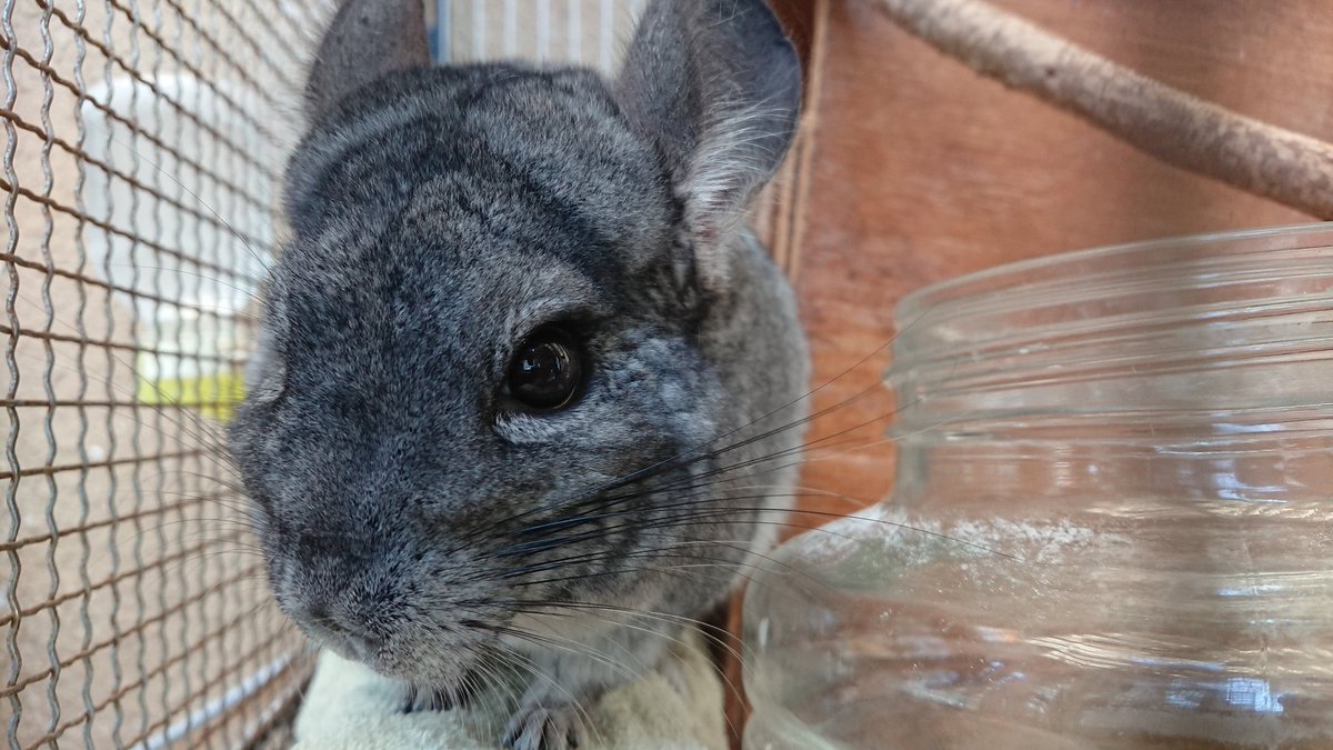 飯田市動物園 公式 على تويتر 5000人ありがとう企画 17 48 チンチラ 柔らかい毛と 大きな耳に長いしっぽを持ちます 野生では南米アンデス山脈の 山頂付近 4500m の高さの 岩場に住んでいるとされています とても高い よく知られている動物ですが 野生